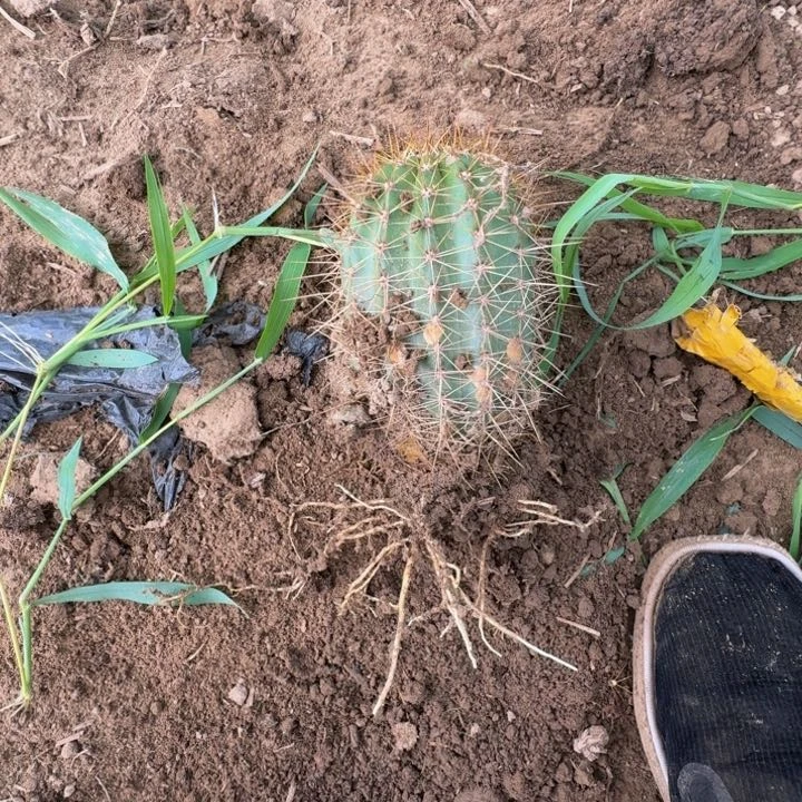 新品种毛花柱根伤脱土发货267