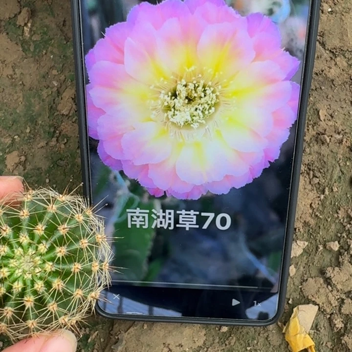 仙人球290彩草70歪无根侧牙