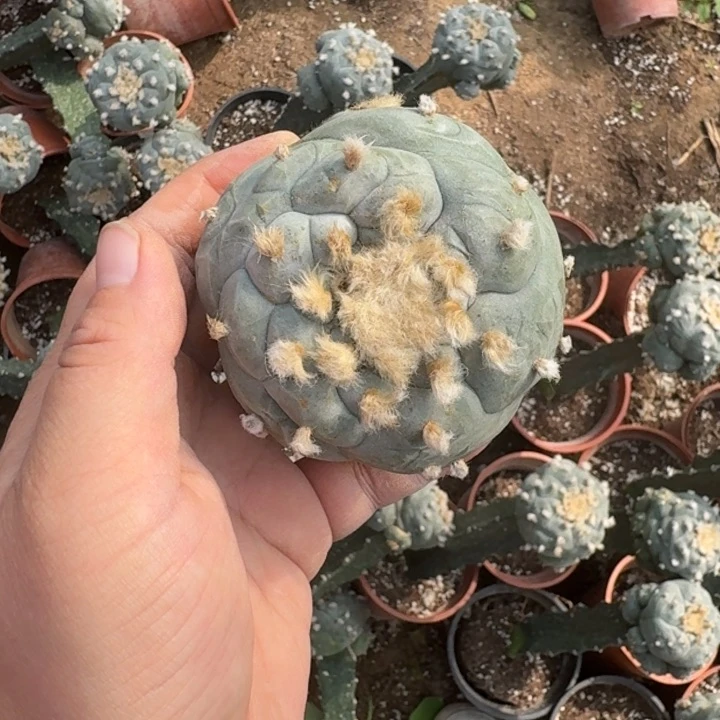 嫁接大尤植物斑脱土发货348