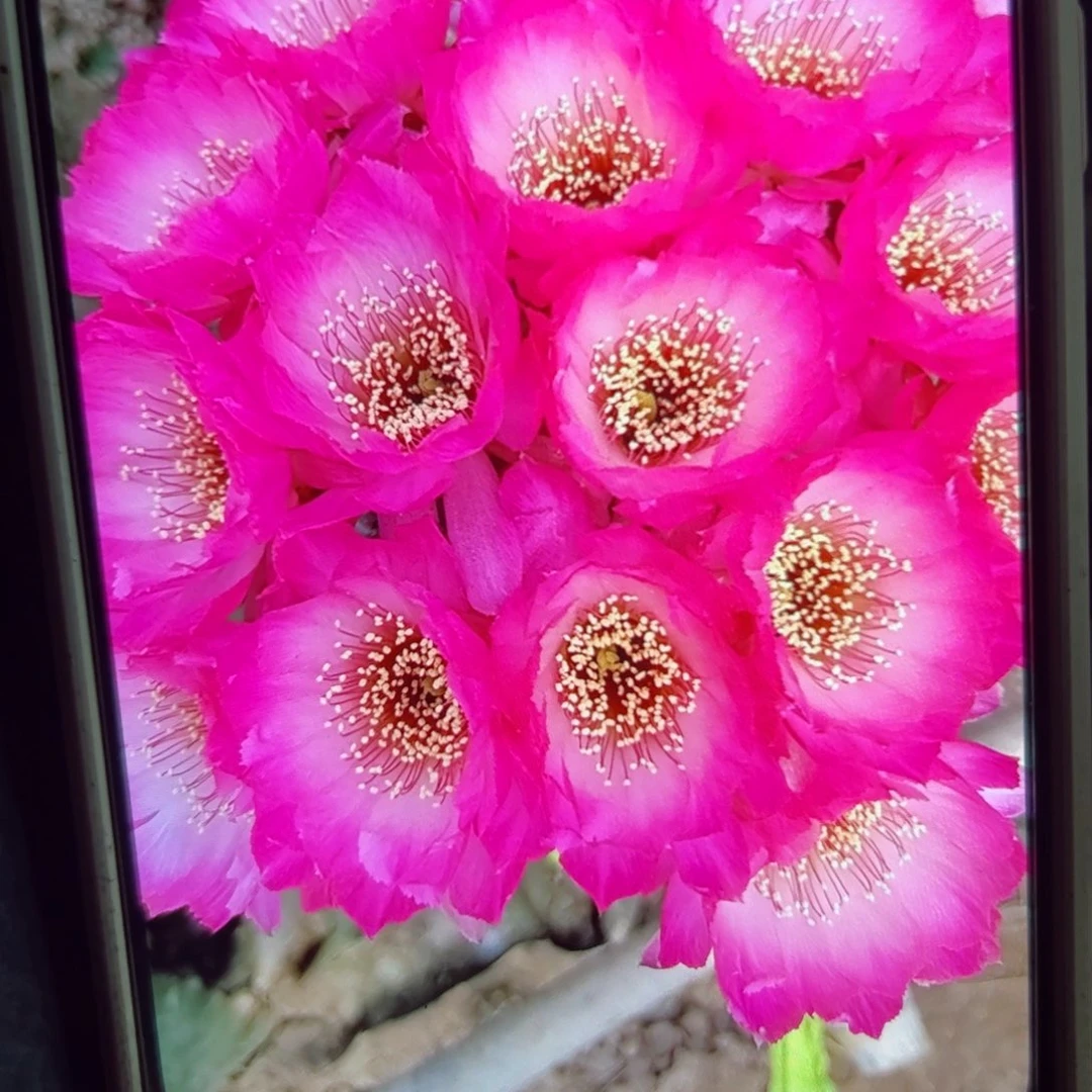 下89丽花粉恋歪3公分左右侧芽20包邮