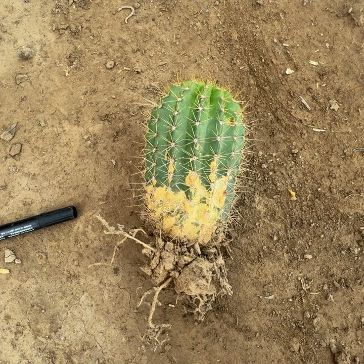 新品种毛花柱根伤脱土发货300