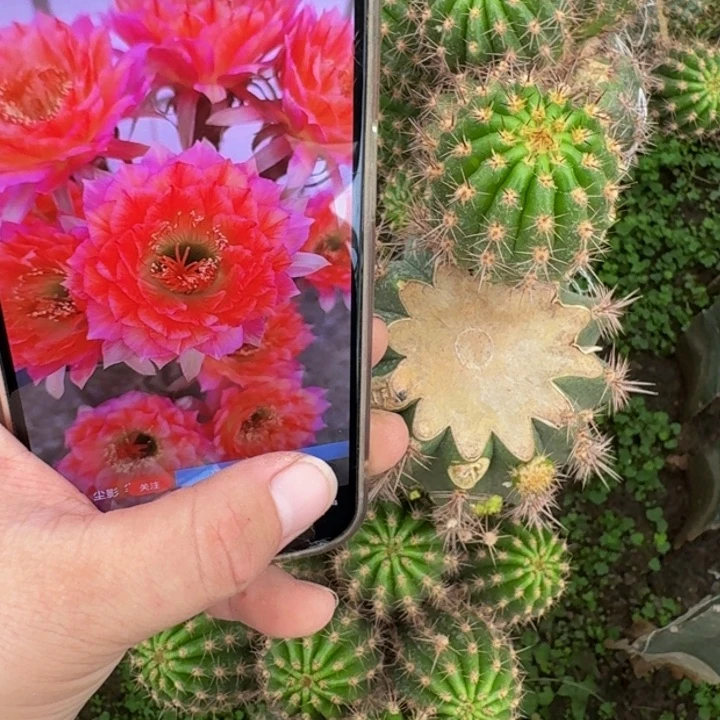 437毛花柱立夏歪无根侧牙4到5公分左右，掉刺