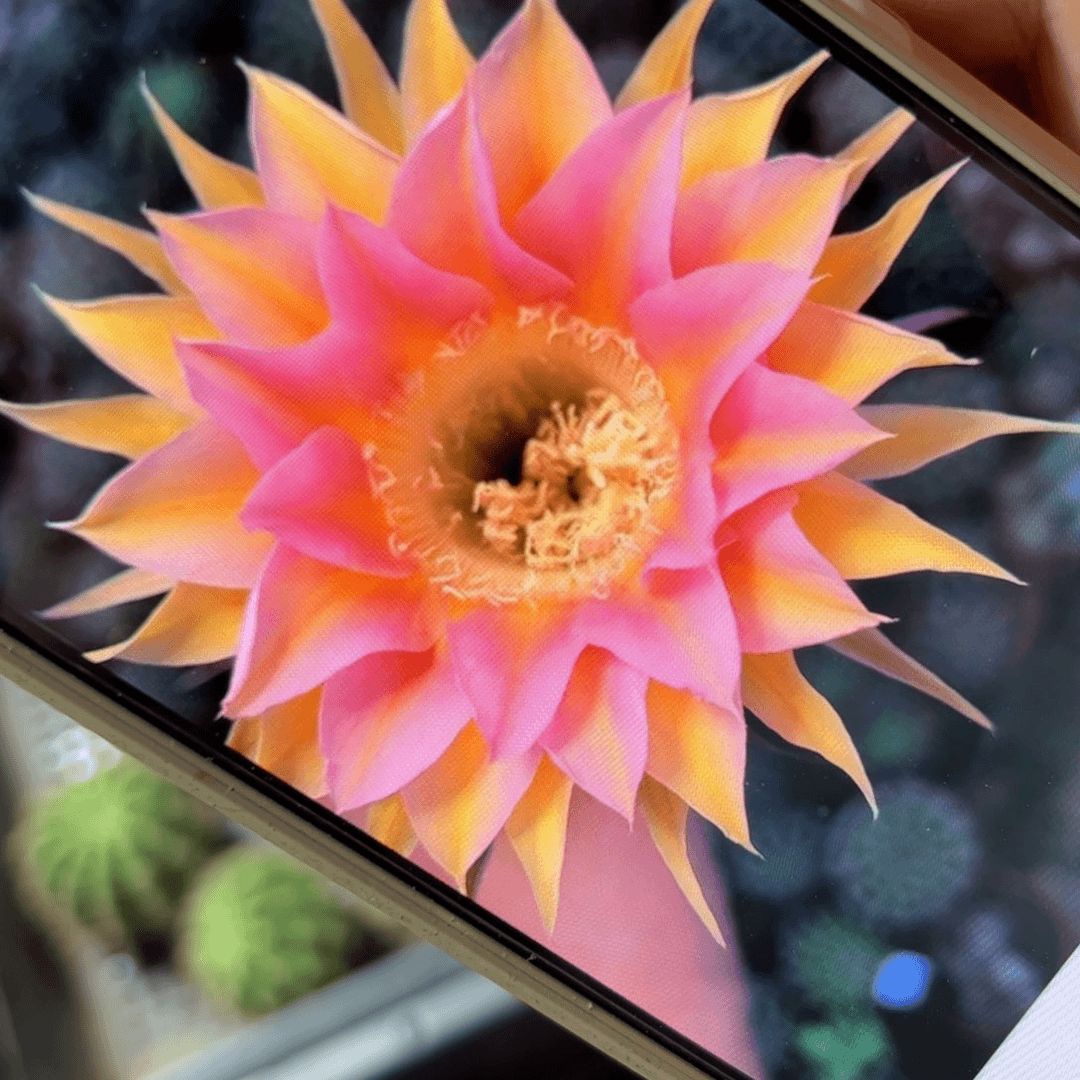 下56彩草120歪侧芽4公分左右20包邮