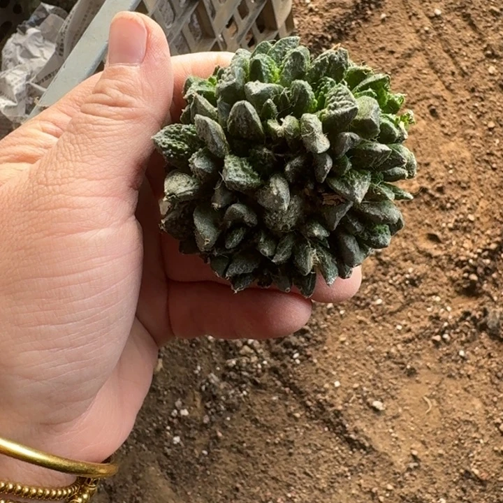 嫁接大尤植物斑脱土发货293