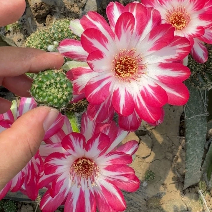 仙人球287新品荷花歪小无根侧牙2-3公分左右