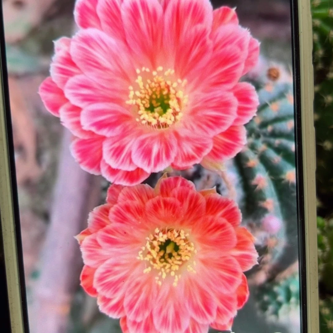下66丽花珊瑚歪侧芽3公分左右20包邮