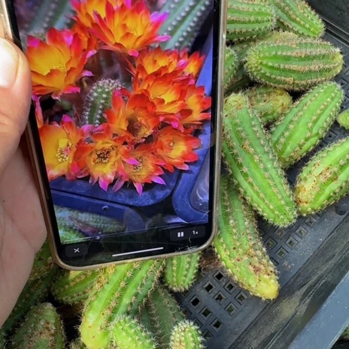 222白檀吕火焰无根侧牙小3个