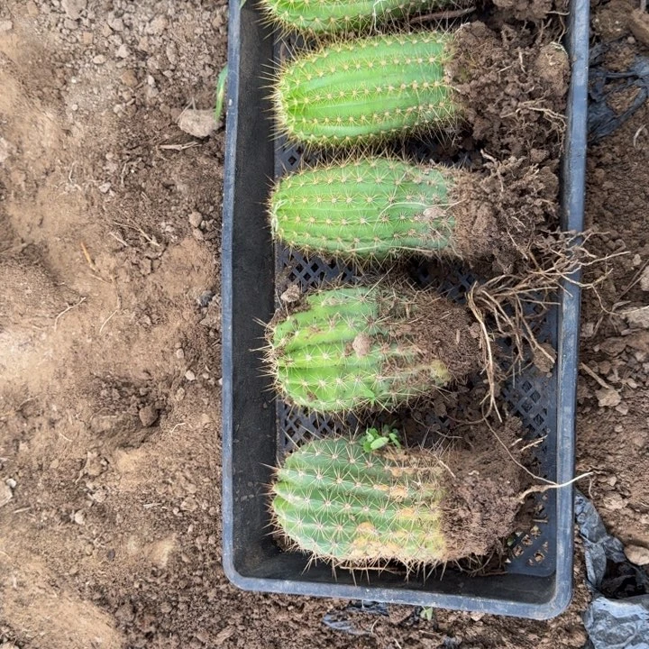 新品种毛花柱根伤脱土发货230
