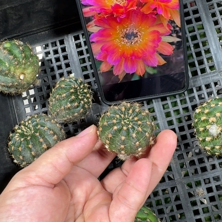仙人球250丽花龙一歪斑小无根侧牙