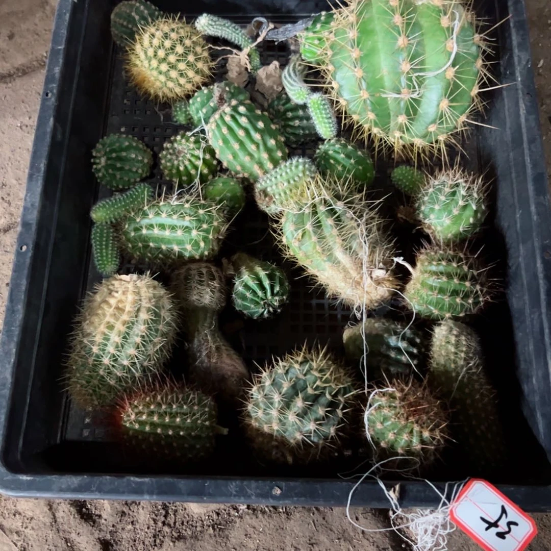 下35框拍侧芽歪班伤小不好无售后