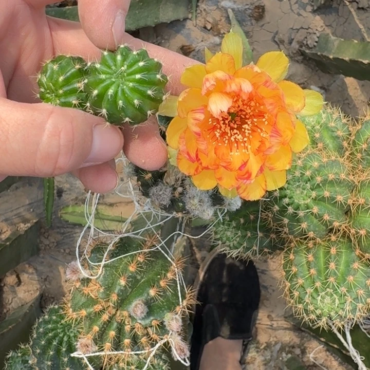 新品荷花歪无根侧牙3公分左右285