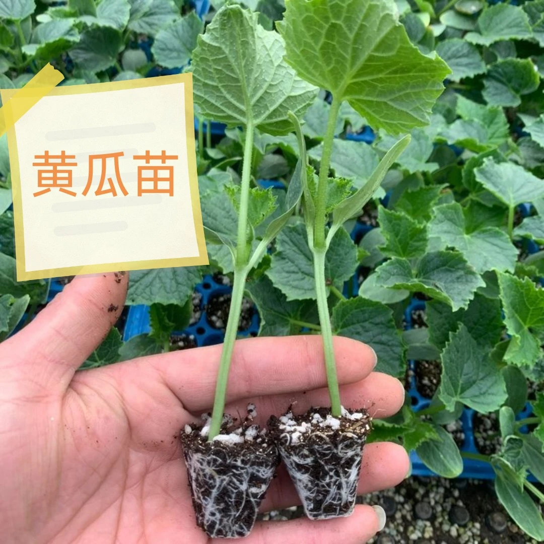 余干家乡农村纯天然的黄瓜苗 耐高温 耐寒夏季品质