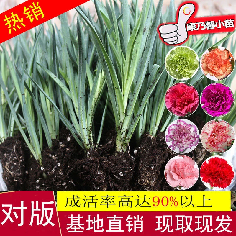 【康乃馨花苗】 高杆大花重瓣切花型多色康乃馨花苗