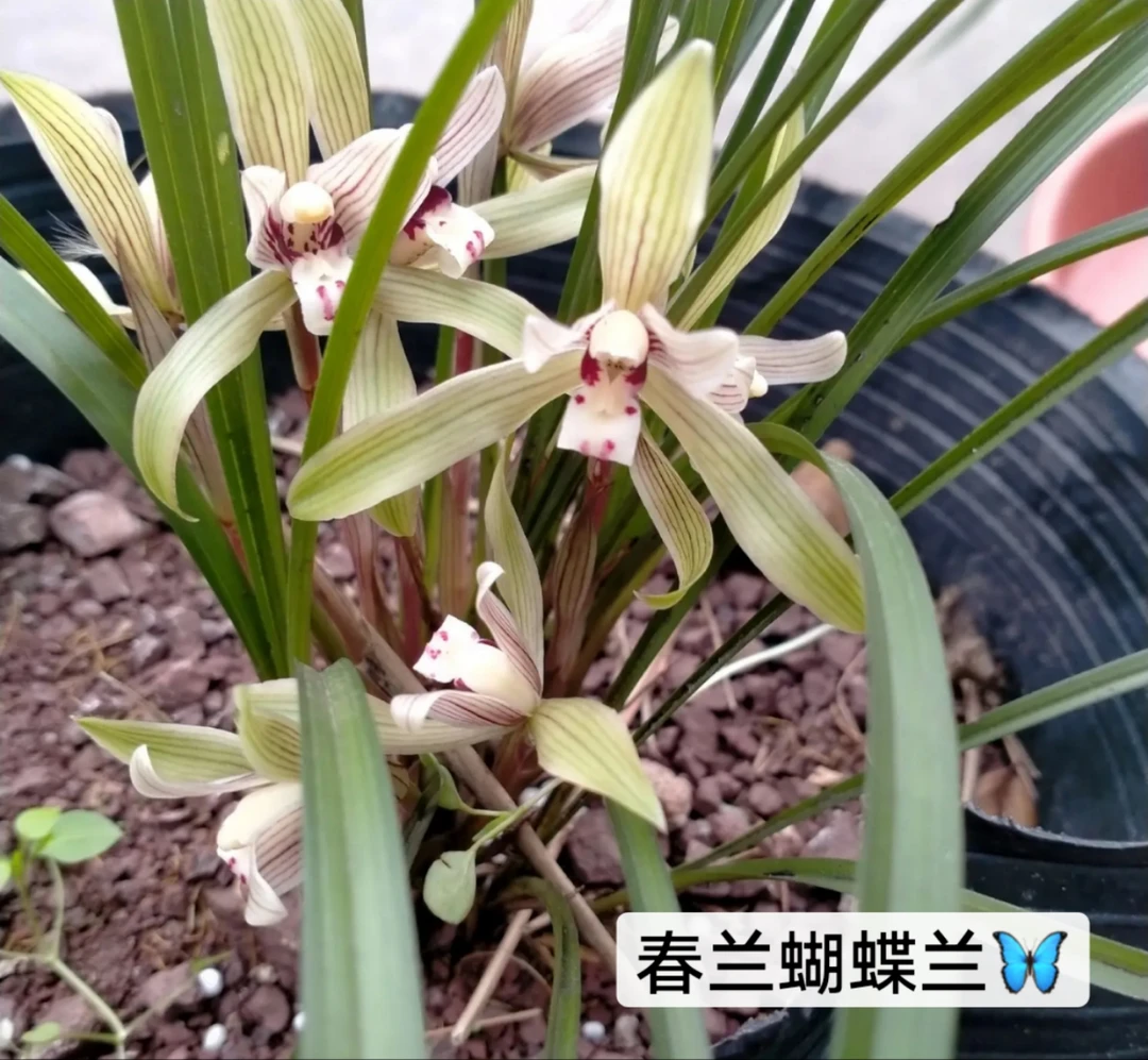 兰花春兰蝴蝶兰整窝发货