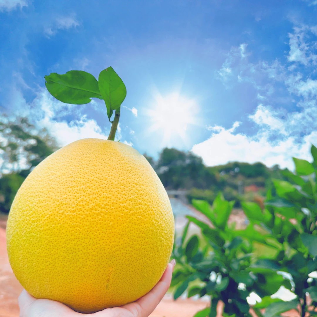 【广丰马家柚f】正宗江西特产当季红心蜜柚新鲜采摘多汁柚子无虾线