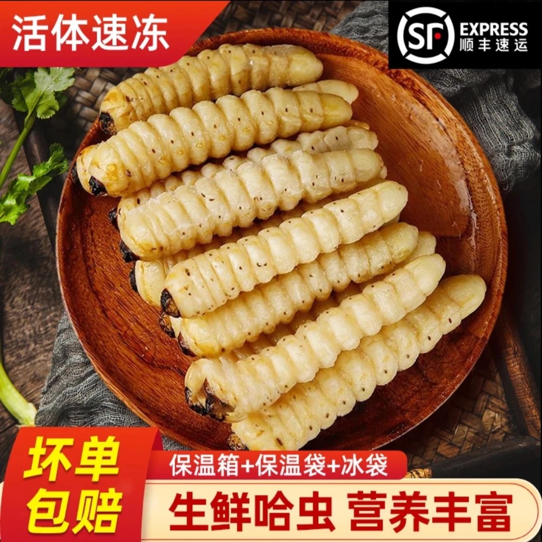 野生斗米虫柴虫可食用生鲜昆虫高蛋白鲜活营养美味