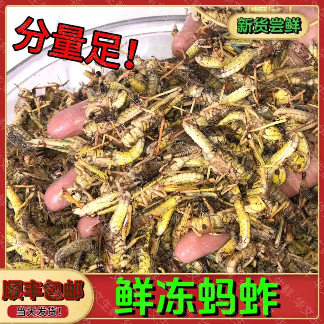 新鲜冰冻蚱蜢下酒肴蝗虫香酥营养可食用蝗虫下酒菜