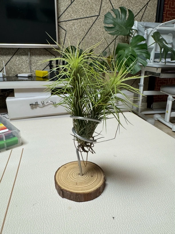 空气凤梨-花卉绿植单头狐狸尾巴，2颗