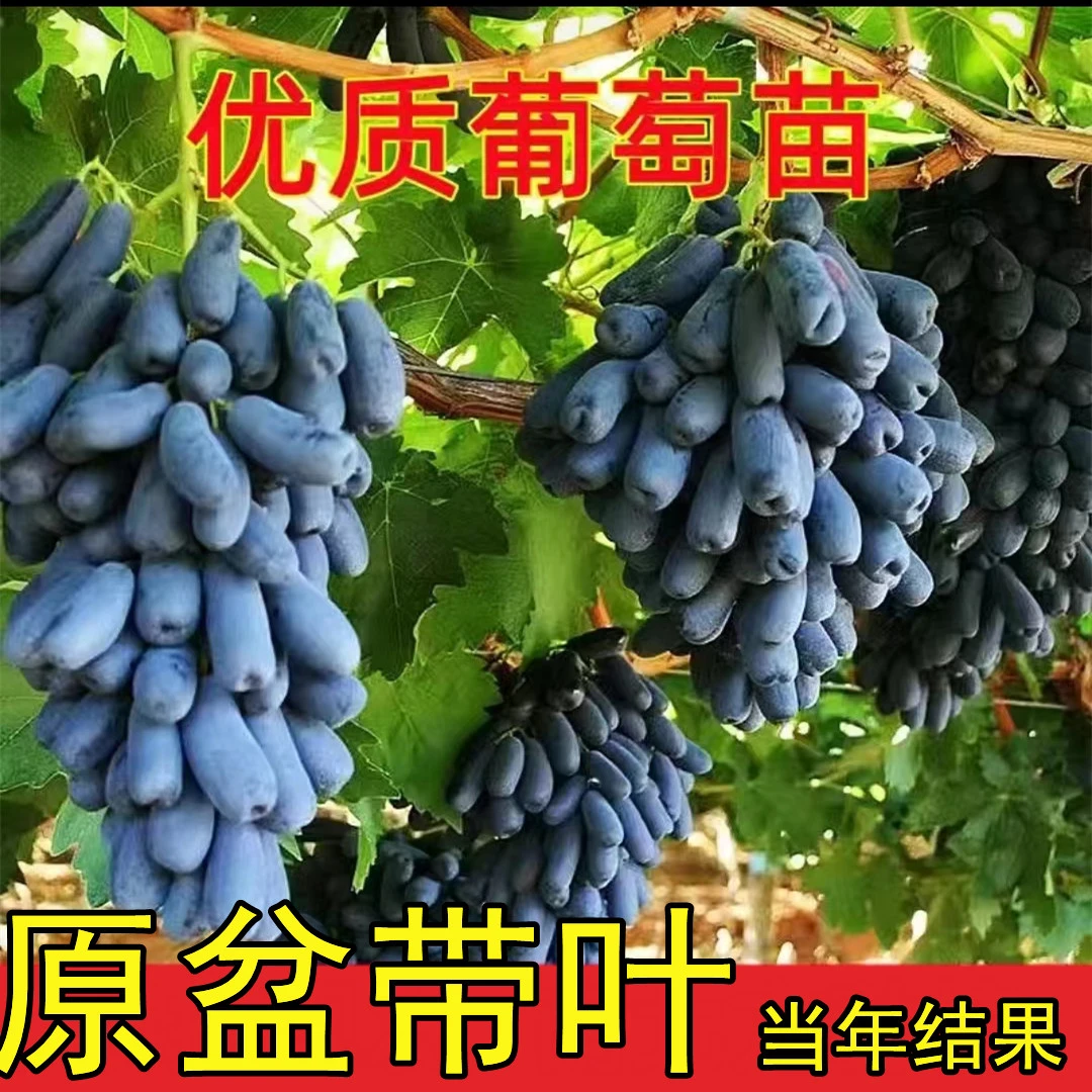 带土带叶当年结果北冰红葡萄树苗阳光玫瑰耐寒果树南北方种植