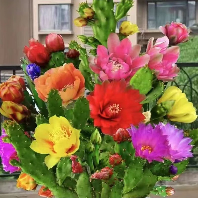 【带芽孢发货】千手观音仙人掌千佛手懒人型易成活耐寒耐热耐旱花卉