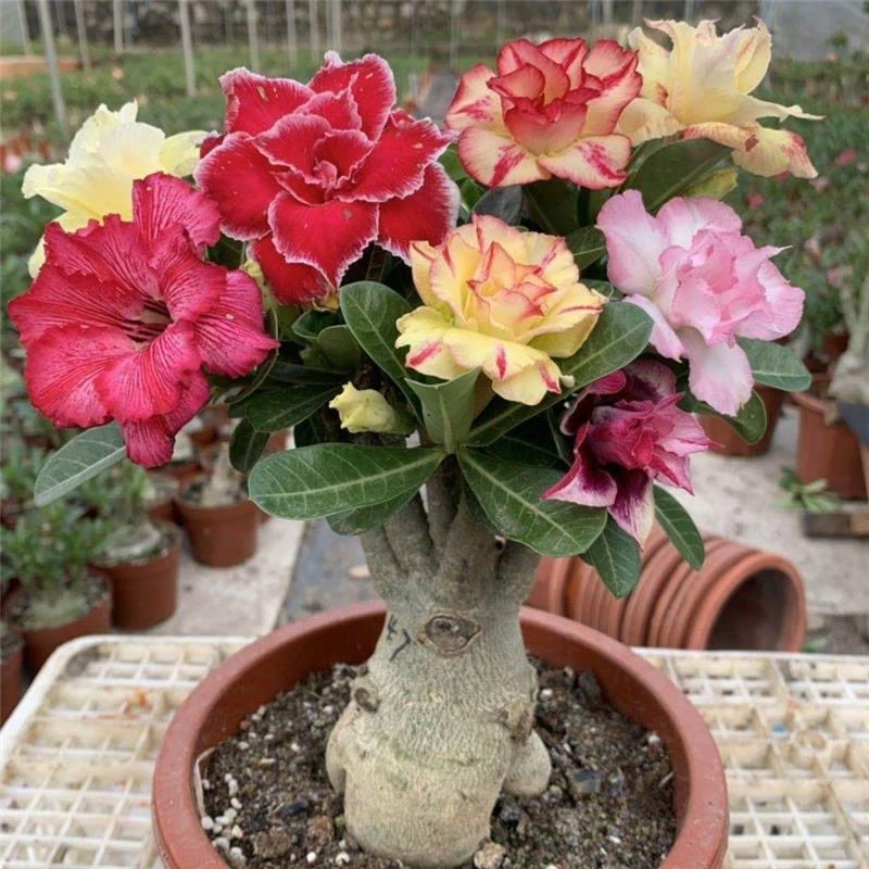 【嫁接多色】重瓣沙漠玫瑰四季花开好养花卉室内外庭院耐旱植物老桩