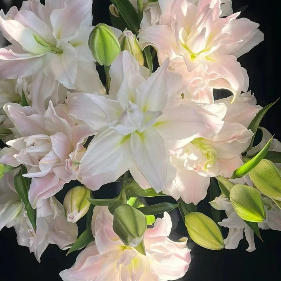 重瓣百合-女神 任意两单鲜花顺丰冷链