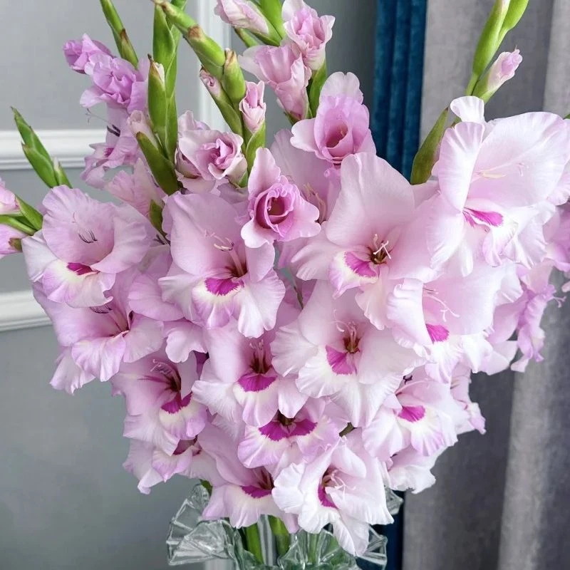 剑兰- 1扎/10枝 （90箱发货）任意两单鲜花顺丰冷链