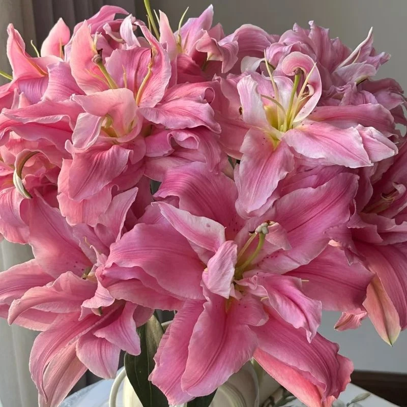 重瓣百合-尤尼格-任意两单鲜花顺丰/京东或者德邦发货