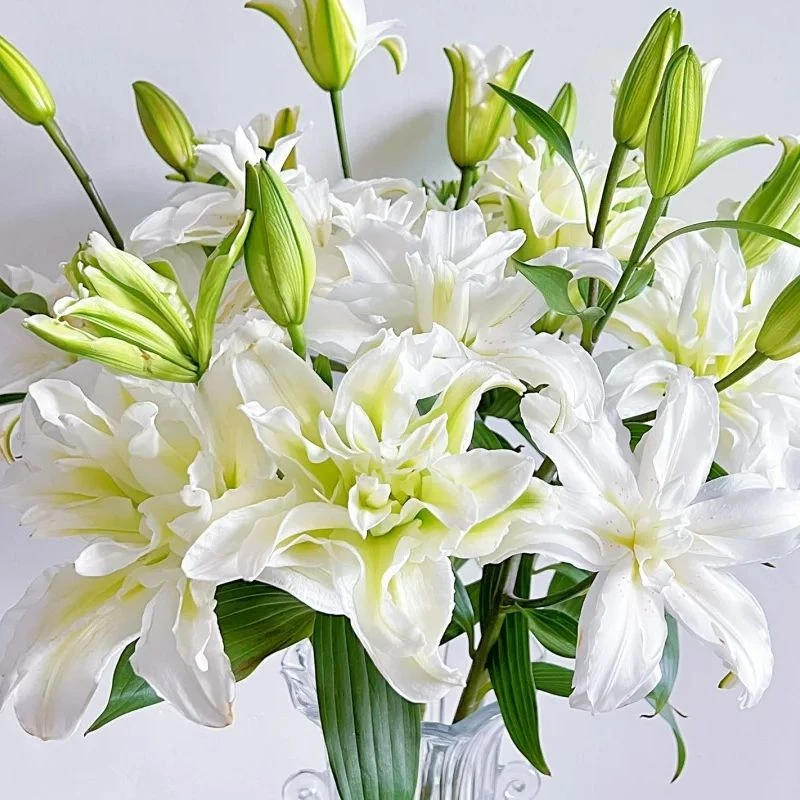 重瓣百合-艾莎-任意两单鲜花顺丰/京东或者德邦发货