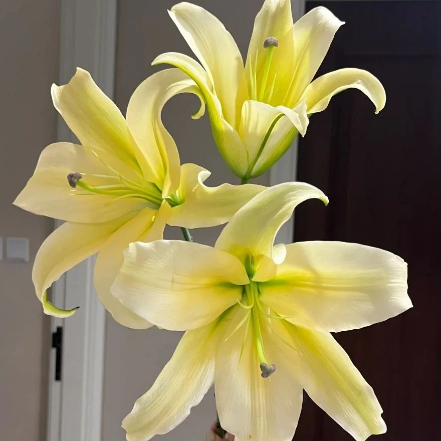 百合-皇帝-任意两单鲜花顺丰/京东或德邦 云南鲜花