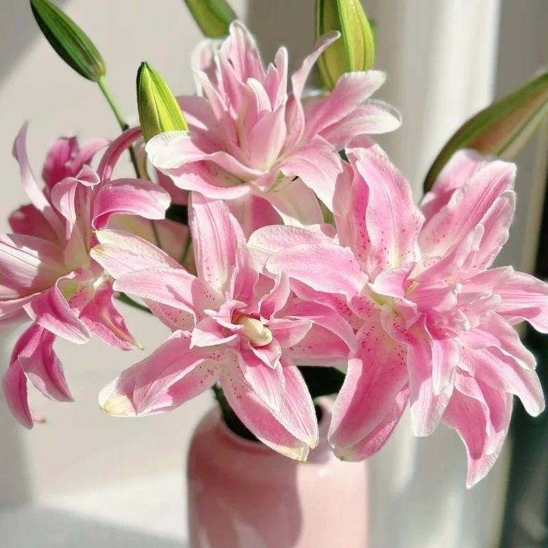 重瓣百合-莲花雅致-任意两单鲜花顺丰冷链