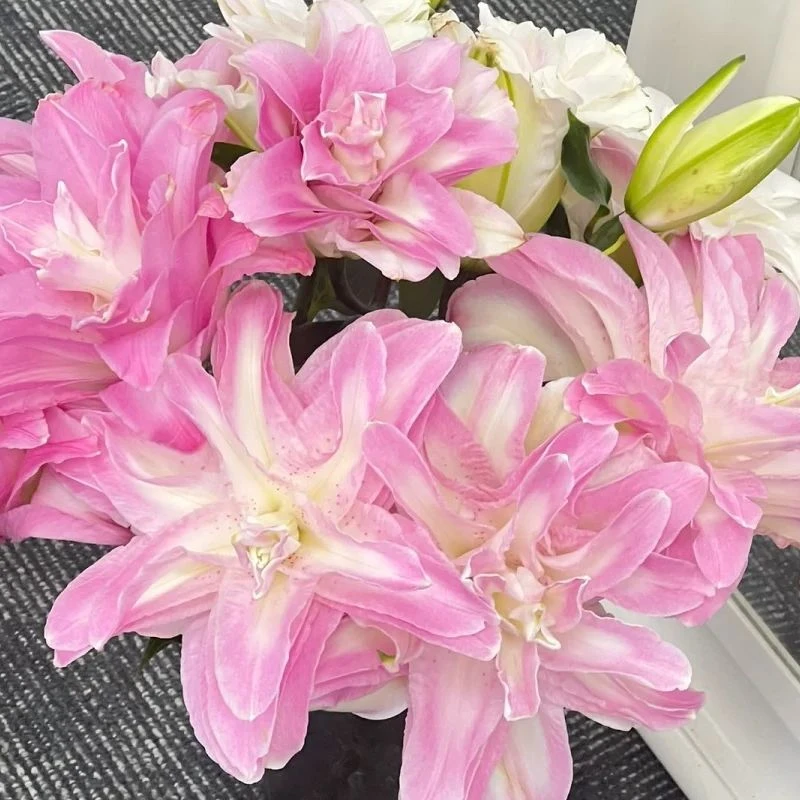 重瓣百合-水蜜桃-任意两单鲜花顺丰冷链