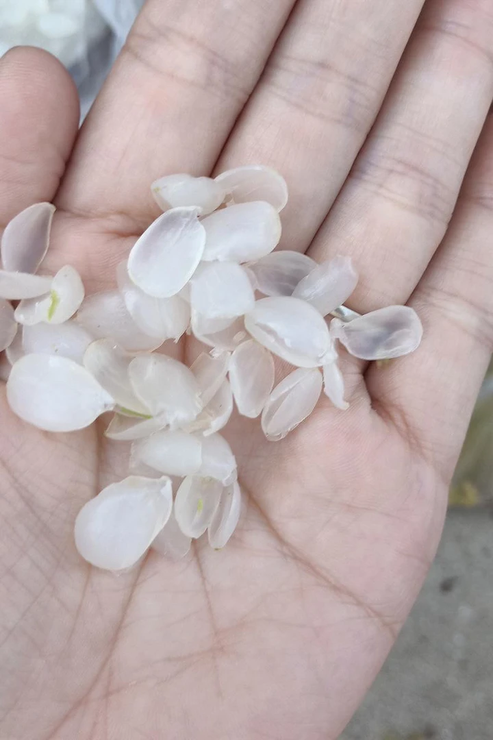 云南高黎贡山土特产～皂～角米250克起拍