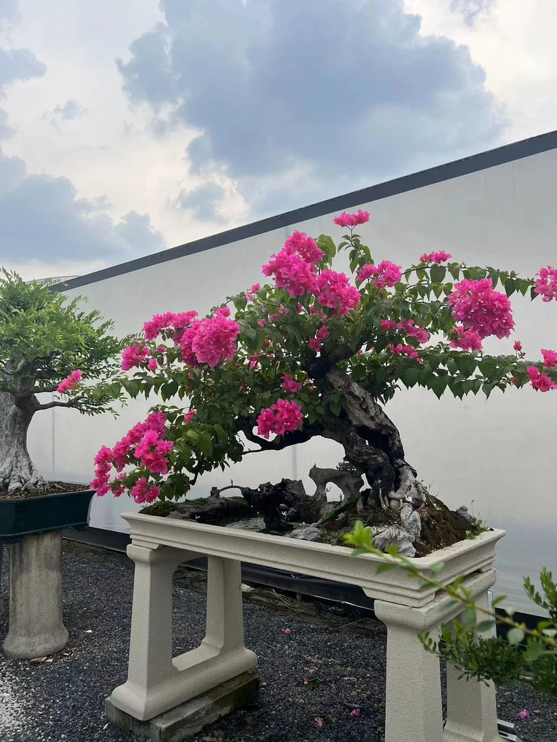 老桩岭南盆景10-100
