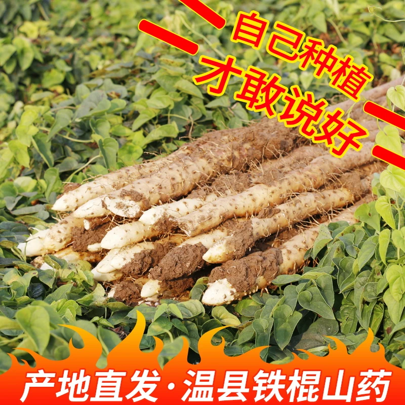 （T55)河南焦作温县垆土铁棍山药怀山药新鲜5斤装特产