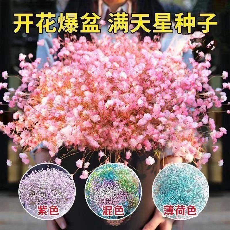 满天星花种子四季播易爆盆开花不断室内外阳台盆栽桌面摆放花种籽