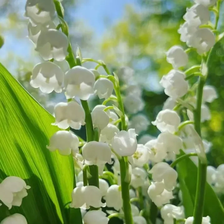 【园艺】铃兰花卉多年生花卉绿植春季开花客厅花卉绿植铃兰花T