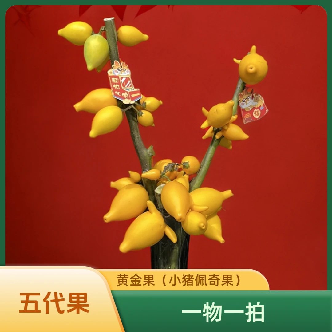 直播间【一物一拍】黄金果（五代果）