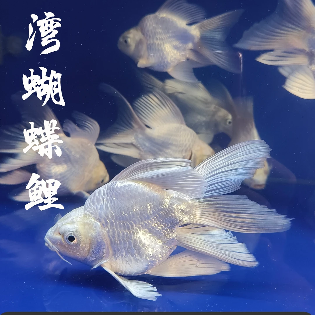 爆款 福利短身蝴蝶鲤石膏白包邮包活养鱼纯种