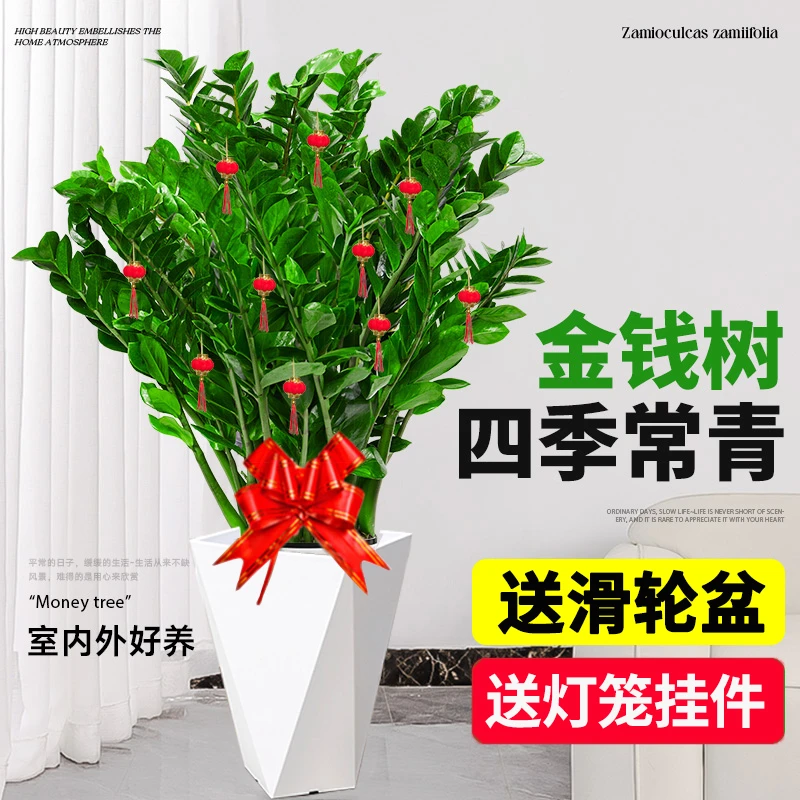 【亏米巨无霸】【1.1-1.3米】金钱树挂件落地款送滑轮盆开业送礼客厅