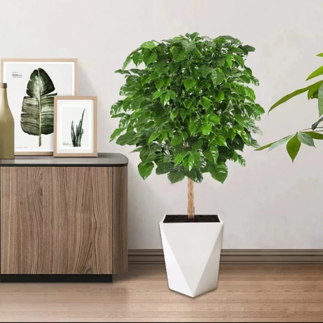 【美悦】61-70cm幸福树绿植盆栽绿宝树美观好养室内白色菱形盆