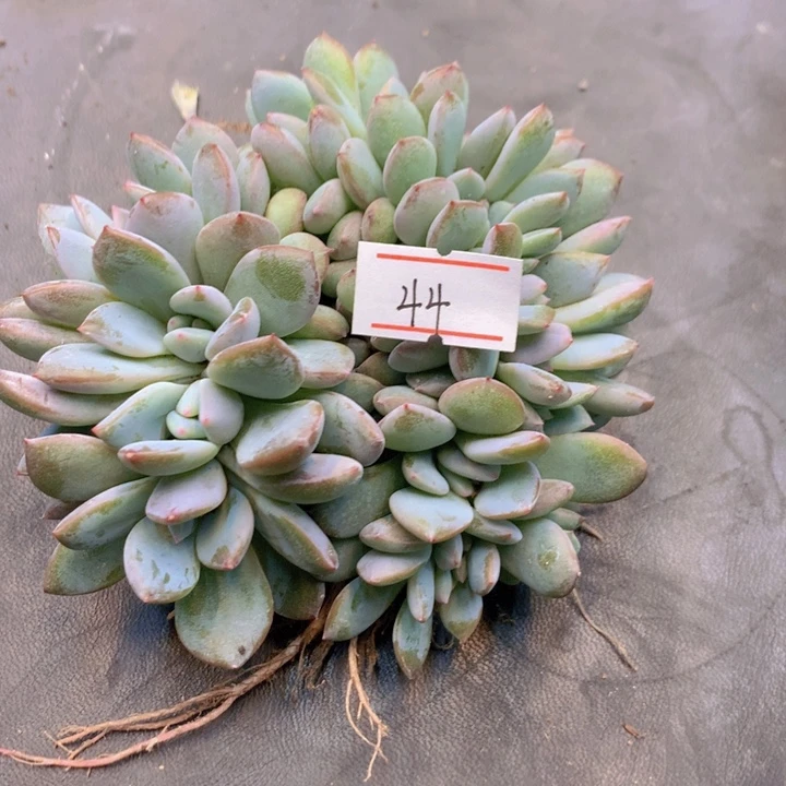 悠*、一物一拍含盆满三十包邮44空包