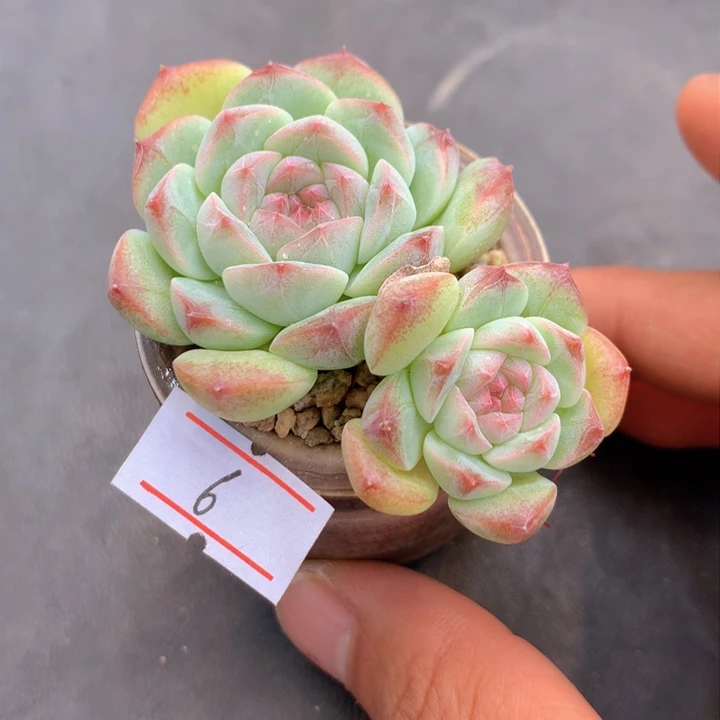 一物一拍满30包邮 6