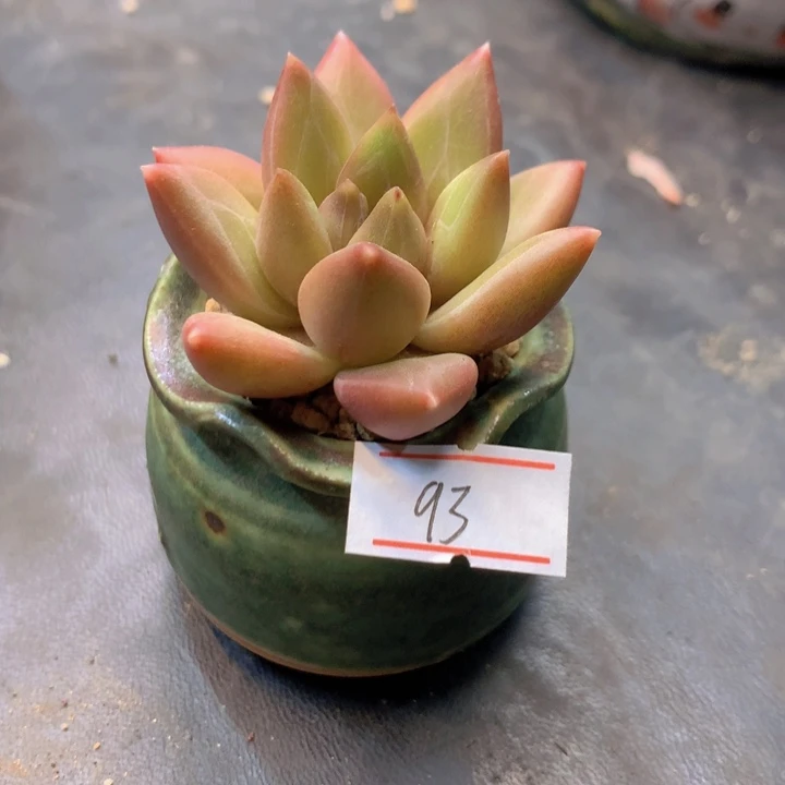 飞**天迷雾泡泡一物一拍93