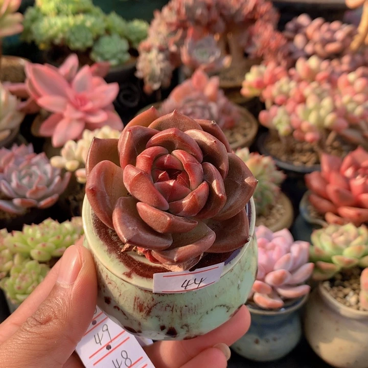 一物一拍满30包邮 44