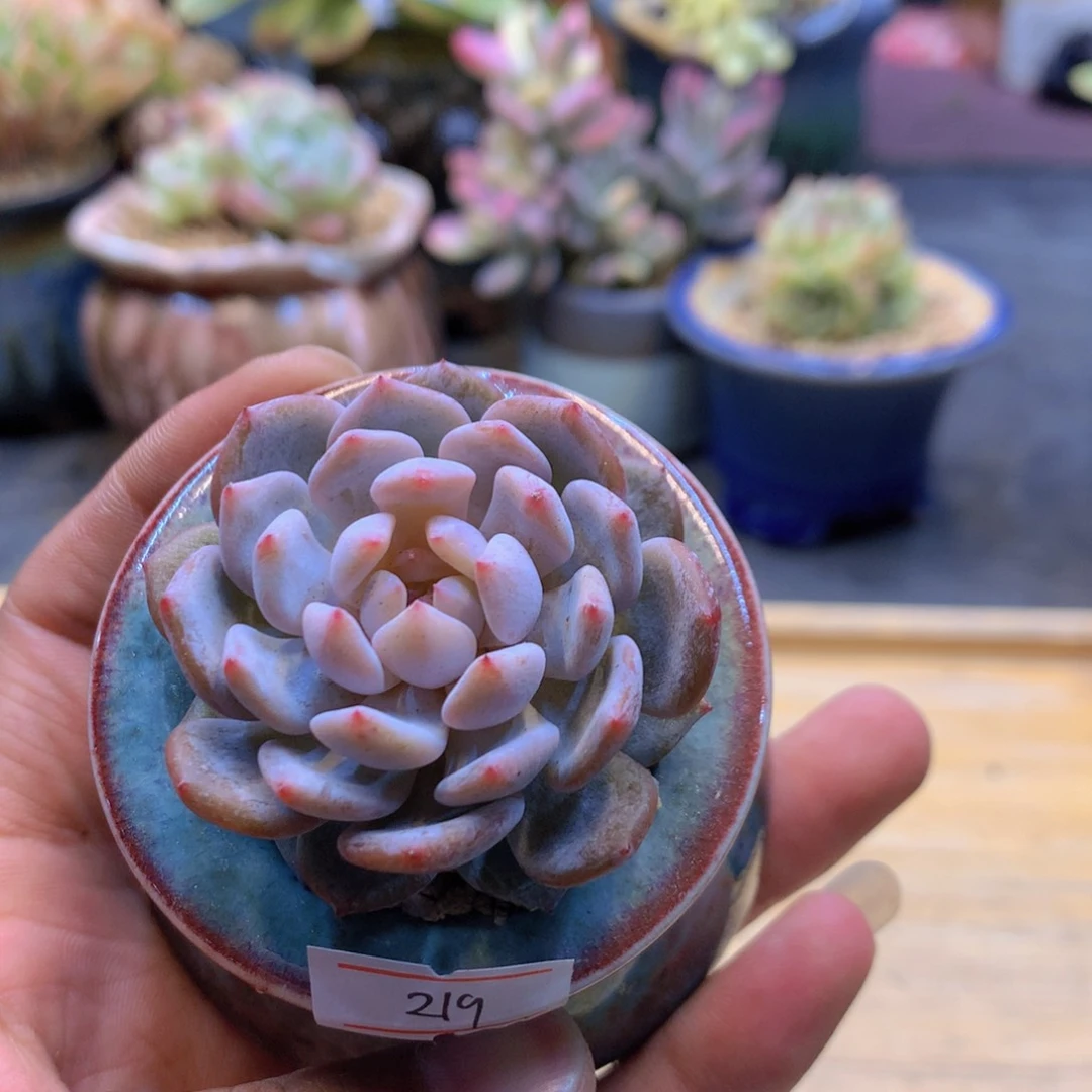 一物一拍满30包邮 219