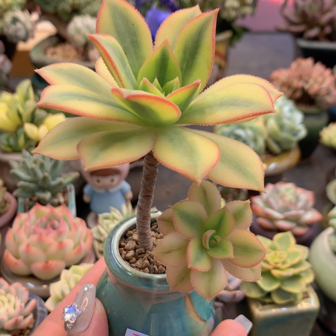 十*?一物一拍满三十包邮喔62