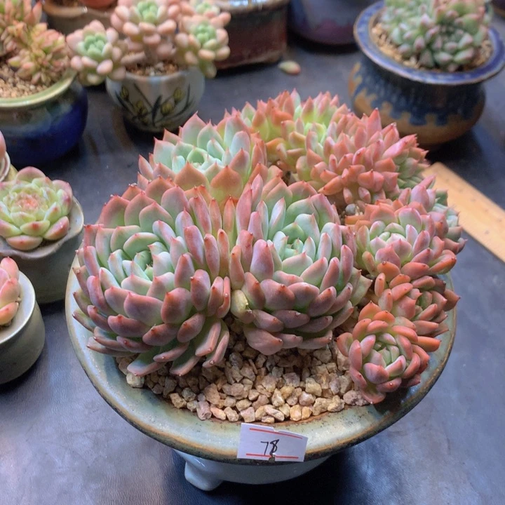 木***子一物一拍满30包邮 78