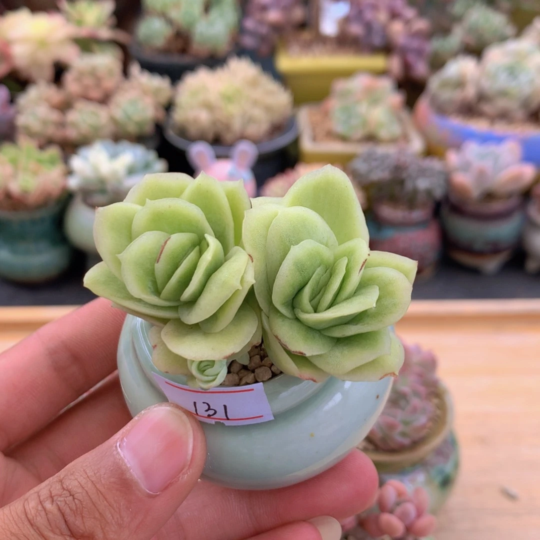一物一拍满30包邮 131