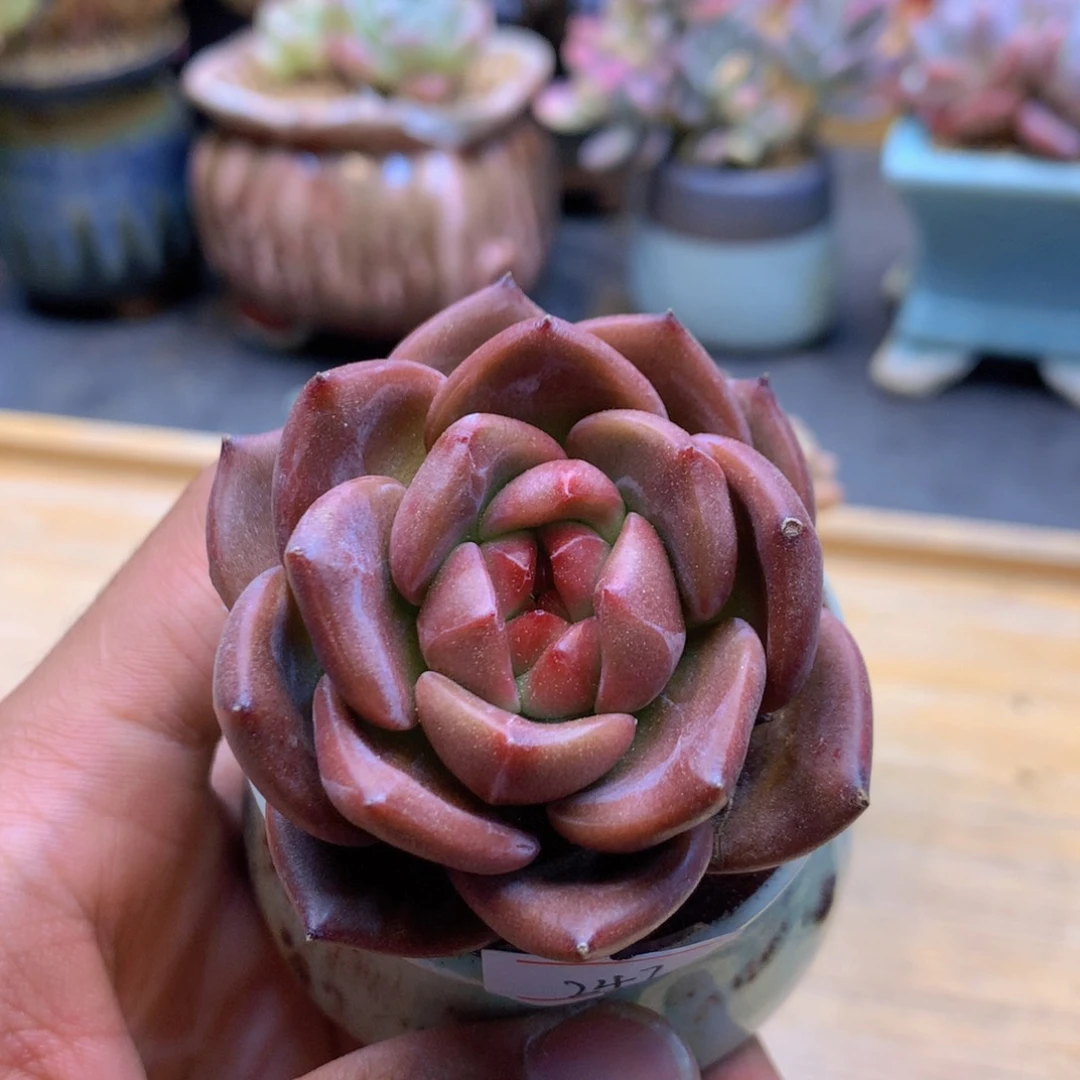 一物一拍满30包邮 247